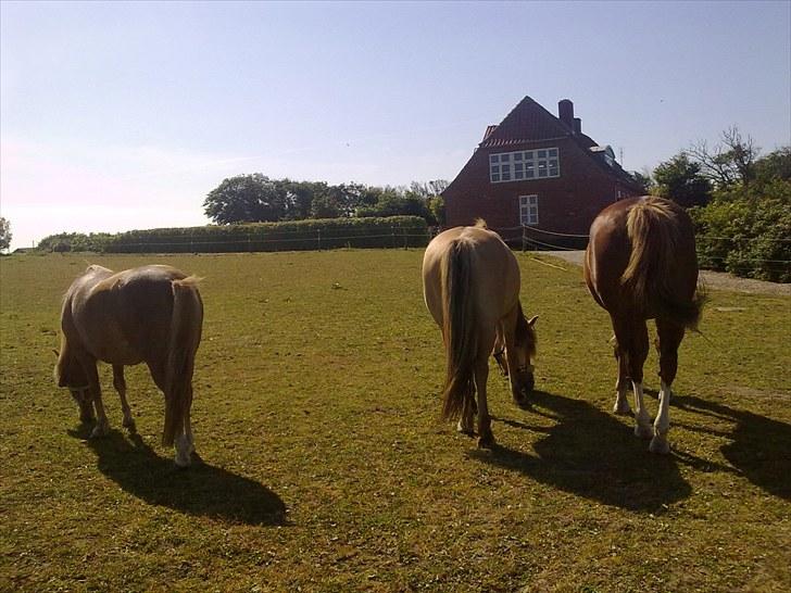 Anden særlig race Smilla billede 9