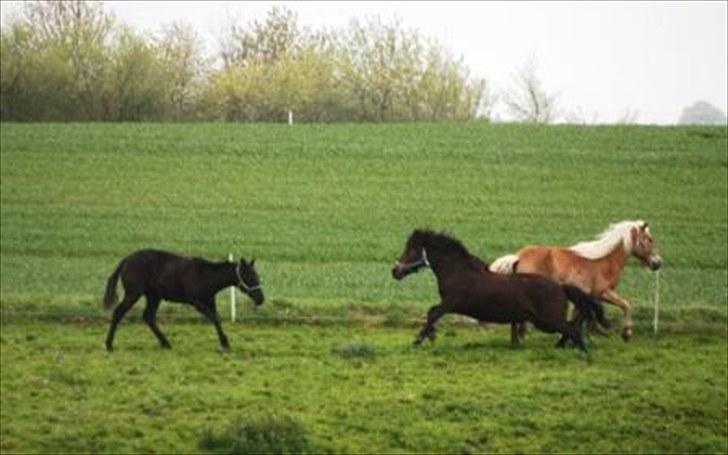 Paint One Smart Obsession (SOLGT) - Nye heste i flokken er ikke altid venligt sindede. billede 10