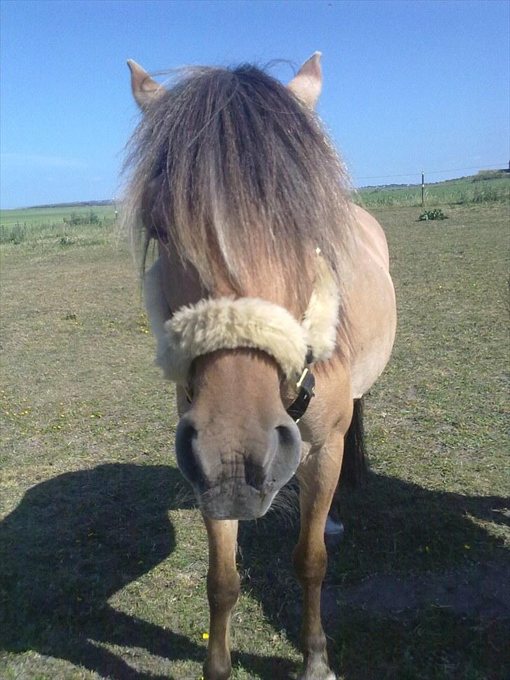 Anden særlig race Smilla billede 10