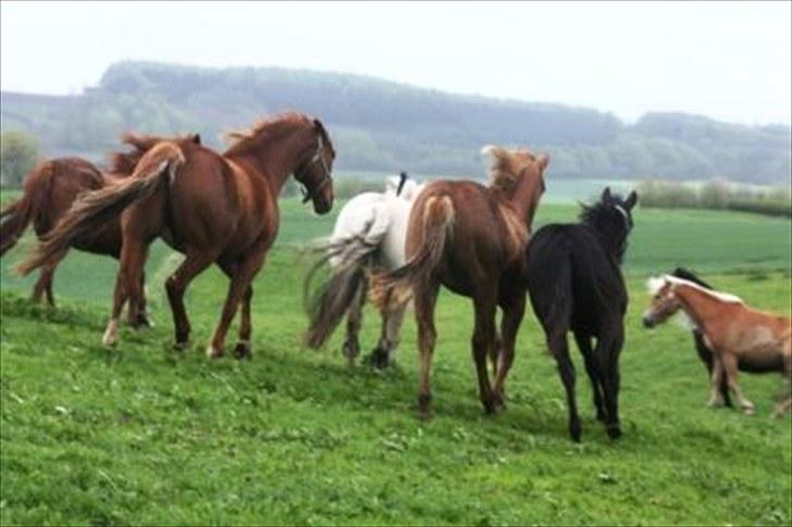 Paint One Smart Obsession (SOLGT) - Lækre røve på de to et års til højre. billede 11