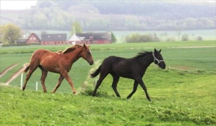 Paint One Smart Obsession (SOLGT) - De er så fine :-) One og Hellboy :-) billede 12