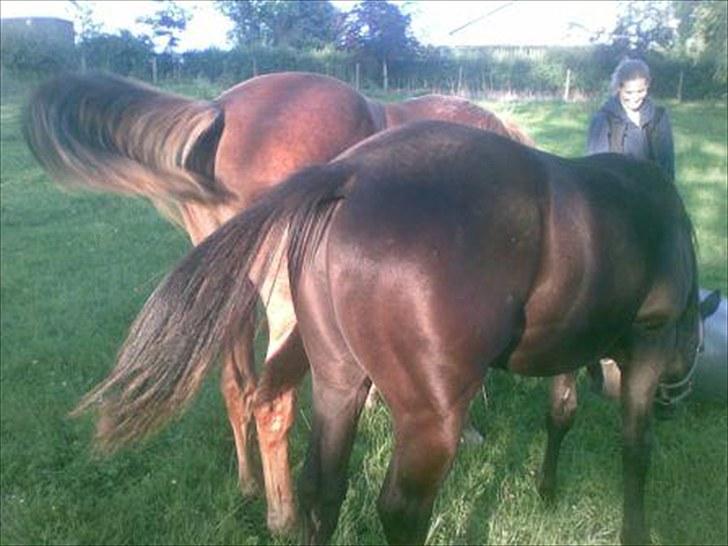 Paint One Smart Obsession (SOLGT) - Her er vi endelig nået frem til en rigtig lækker et års. Og når bare enden er god... :-) billede 13