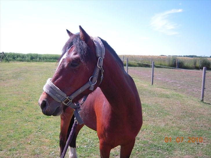 Dartmoor Lille per (savnet<3 - 13. skønheden selv foto: mig<3 billede 13