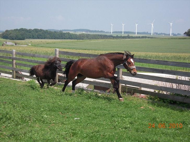 Dartmoor Lille per (savnet<3 - 14.per og sofus på vej ned til græsset (hvem kommer først) foto: mig<3 billede 14
