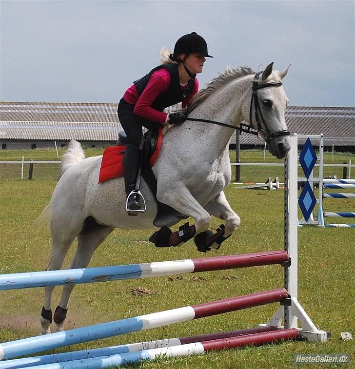 Anden særlig race Samiha  - 4 billede 4