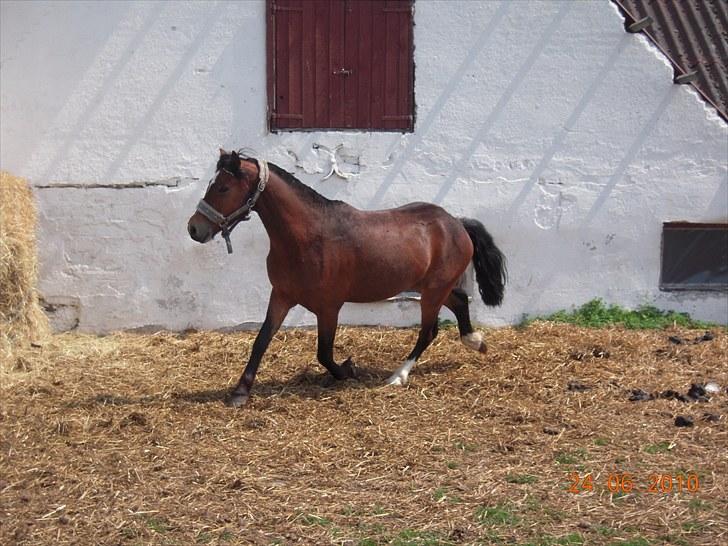 Dartmoor Lille per (savnet<3 - 15. du kan jo godt per(: i må indrømme det ser sgu godt ud foto: mig<3 billede 15