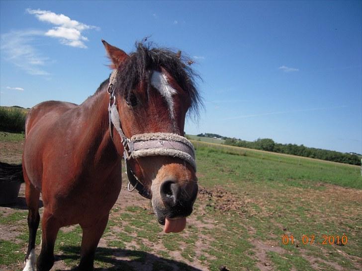 Dartmoor Lille per (savnet<3 - 16. frække per foto mig<3 billede 16