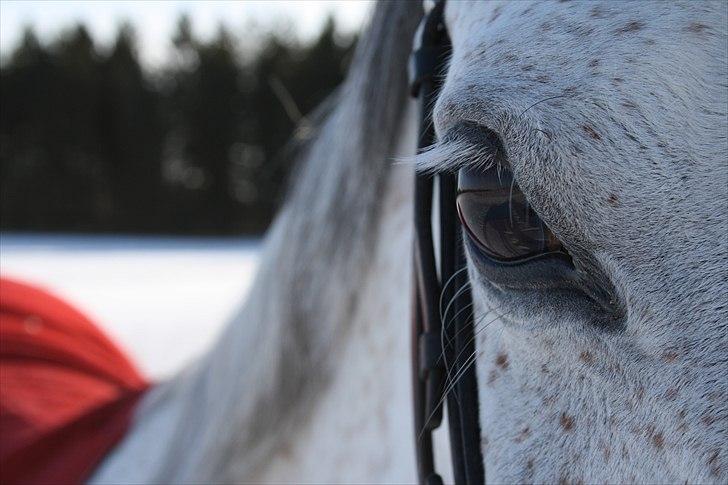 Anden særlig race Samiha  - 19 billede 19