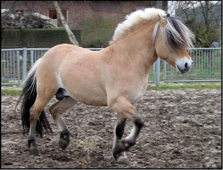 Fjordhest Quasimodo billede 1