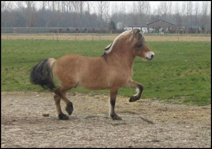 Fjordhest Quasimodo billede 4