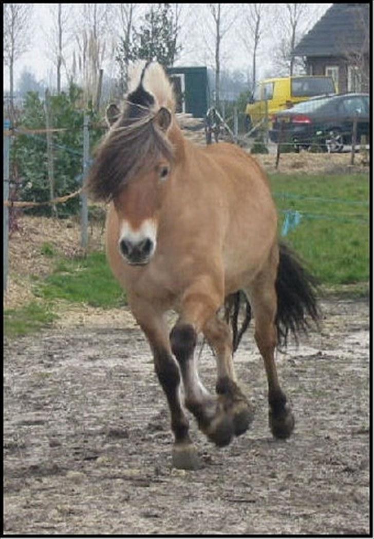 Fjordhest Quasimodo billede 5