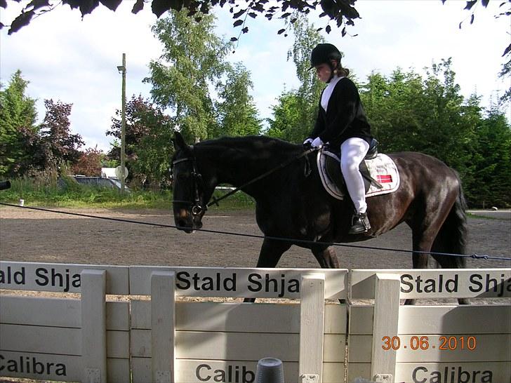 Anden særlig race Shikira "Leveret tilbage" - Nathasja og Shikira til  deres første dressur stævne på ridelejre 2010 billede 16
