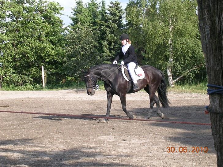 Anden særlig race Shikira "Leveret tilbage" - Nathasja og Shikira til deres første dressur stævne på ridelejre 2010 billede 17