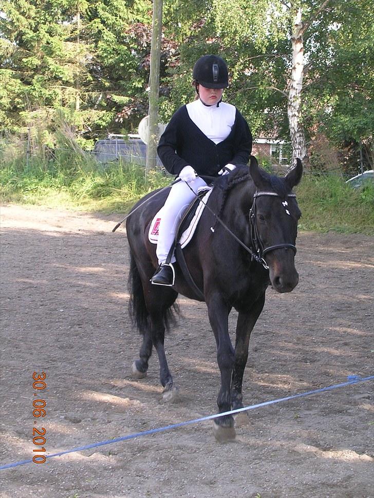 Anden særlig race Shikira "Leveret tilbage" - Nathasja og Shikira til deres første dressur stævne på ridelejre 2010 billede 18