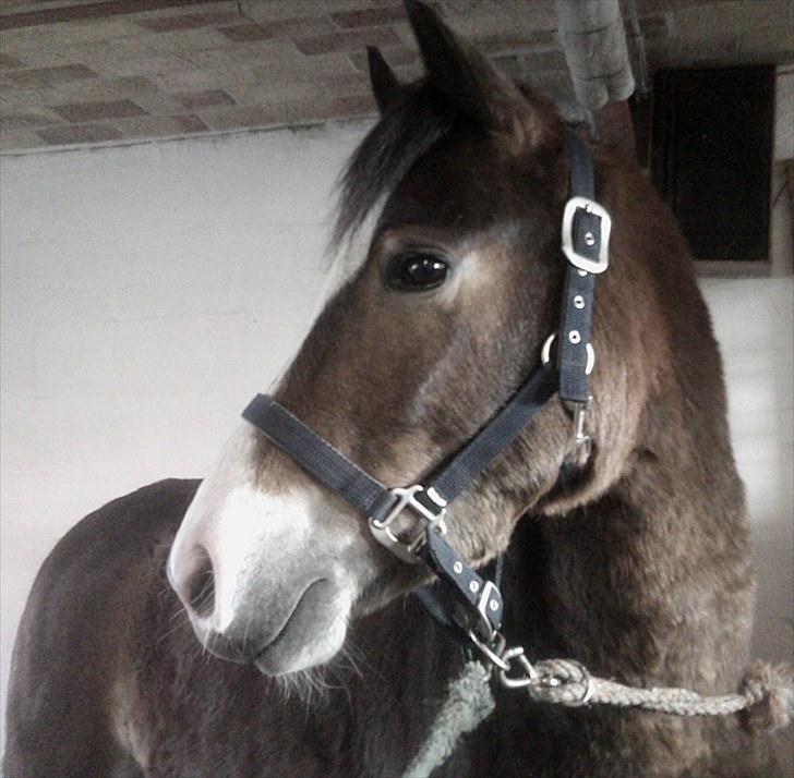 Anden særlig race Kasper (rider) - Kasper (: <3 billede 1