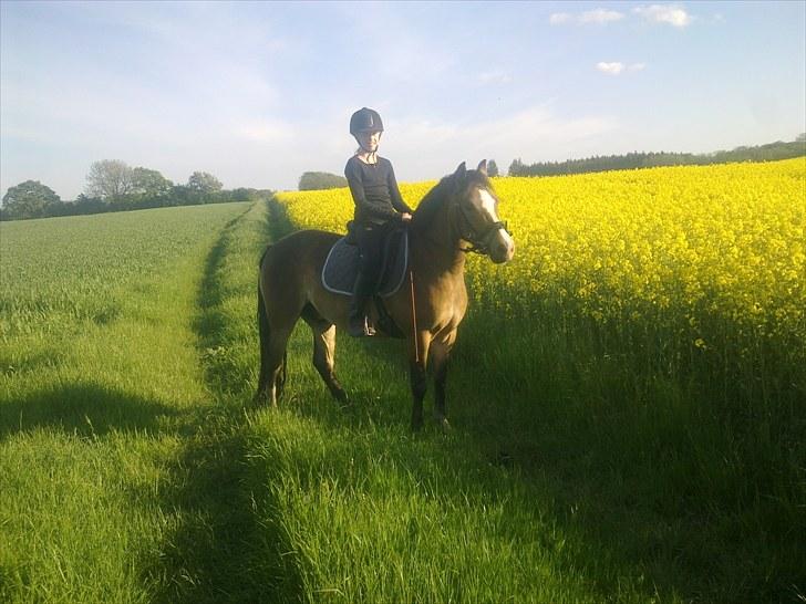 Anden særlig race Kasper (rider) - skovtur (: billede 3