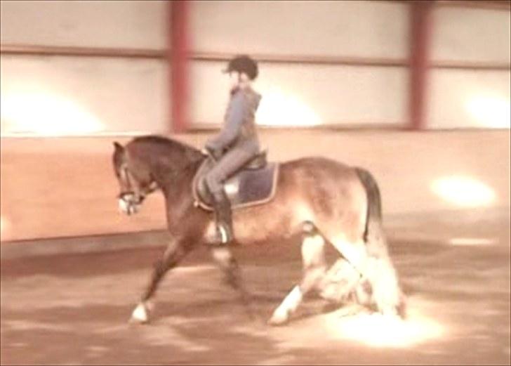 Anden særlig race Kasper (rider) - lidt dressur (: billede 5