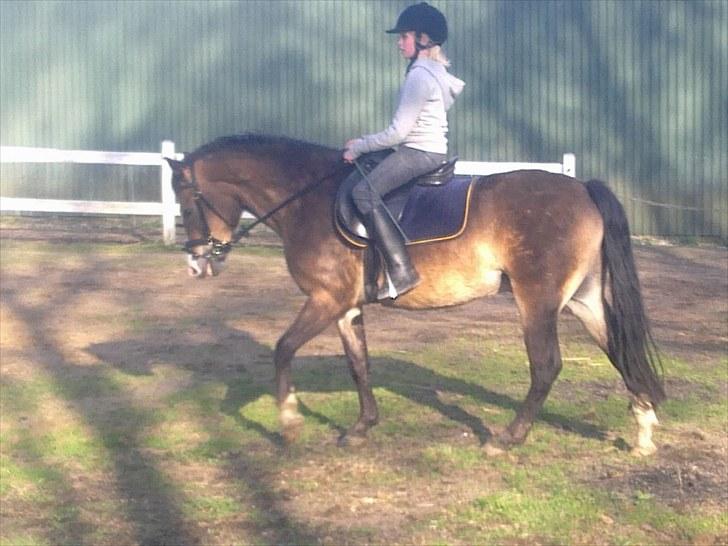 Anden særlig race Kasper (rider) - skridt (: billede 6