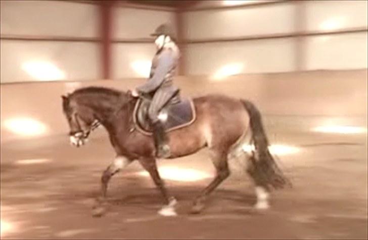 Anden særlig race Kasper (rider) - lidt dressur (: billede 7