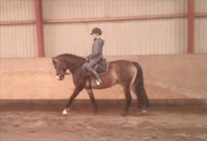 Anden særlig race Kasper (rider) - lidt dressur (: billede 8