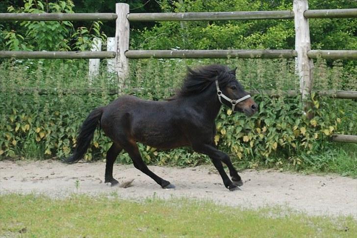 Anden særlig race Kalle (SOLGT) billede 1