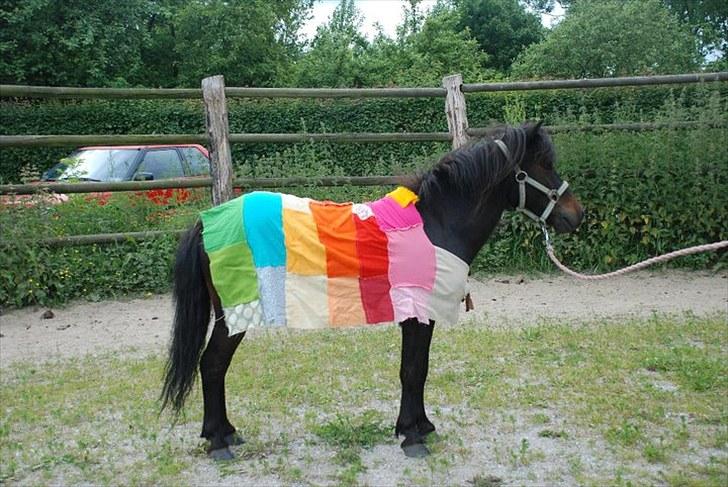 Anden særlig race Kalle (SOLGT) billede 2