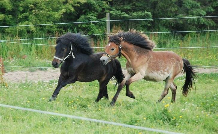Anden særlig race Kalle (SOLGT) billede 3
