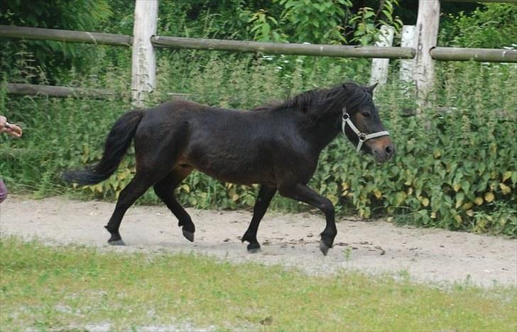 Anden særlig race Kalle (SOLGT) billede 5