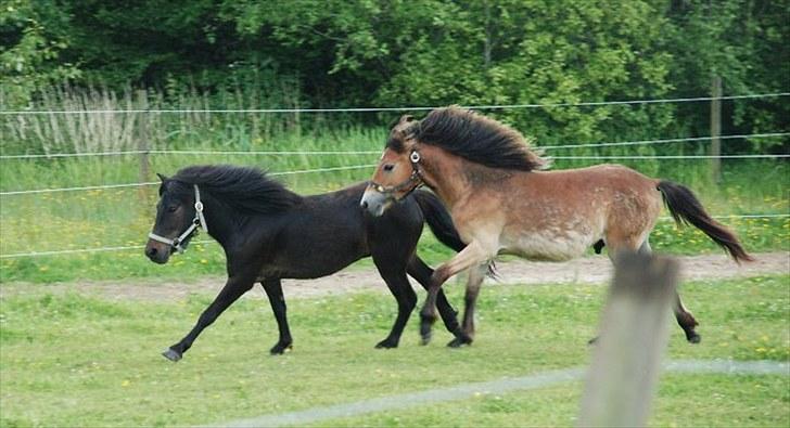 Anden særlig race Kalle (SOLGT) billede 7