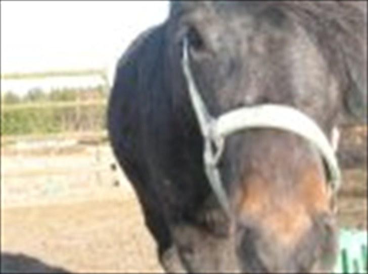 Anden særlig race Kalle (SOLGT) billede 8