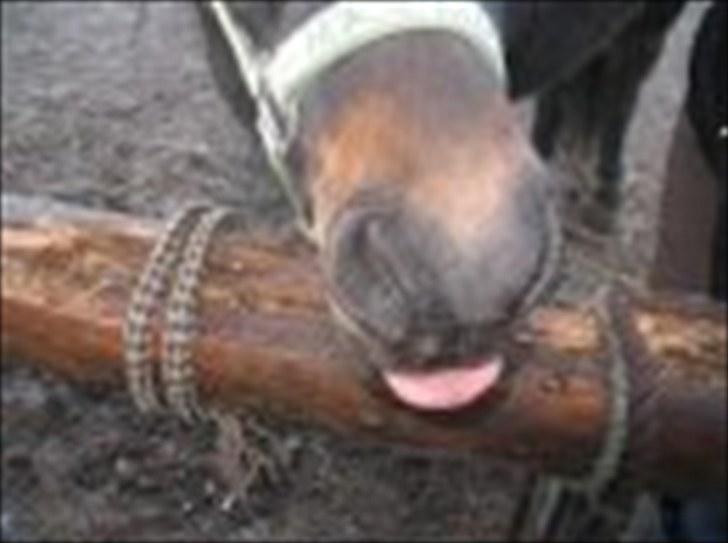 Anden særlig race Kalle (SOLGT) billede 9