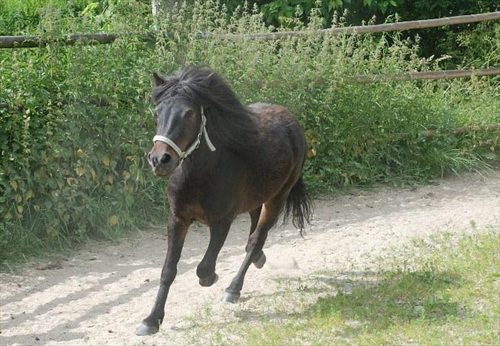 Anden særlig race Kalle (SOLGT) billede 10