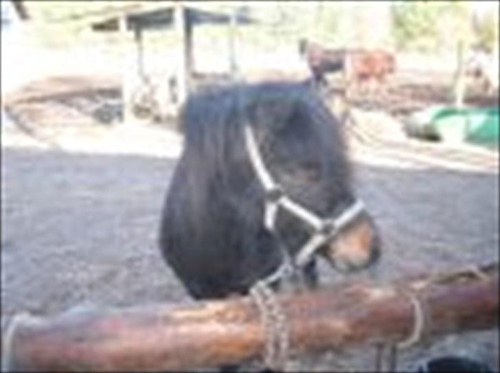 Anden særlig race Kalle (SOLGT) billede 11