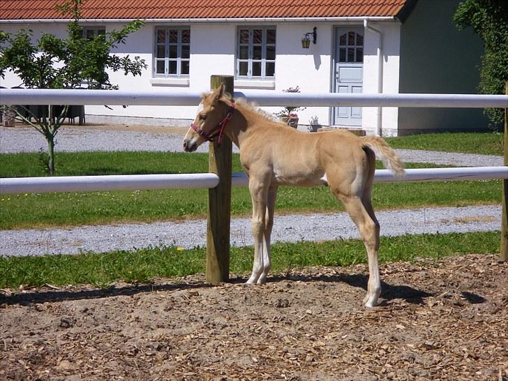 Palomino Taagholt's Armani billede 15