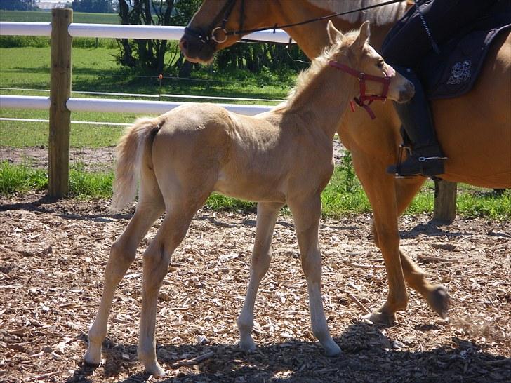 Palomino Taagholt's Armani billede 16