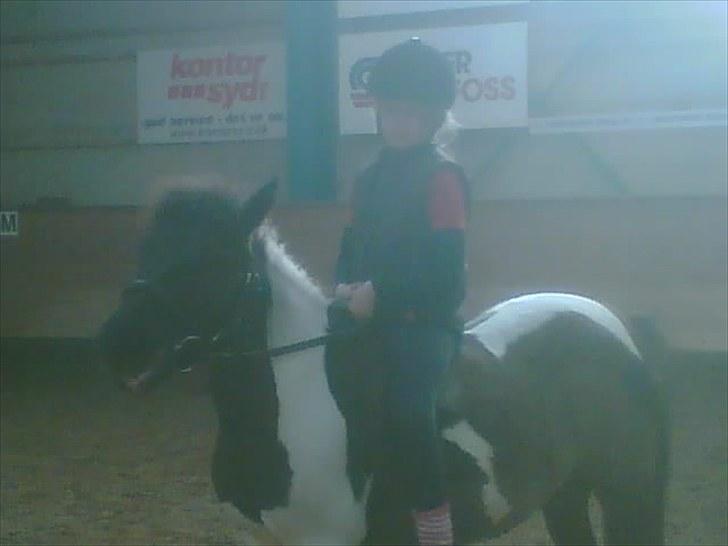 Anden særlig race Mille-en dejlig hoppe:-) - Mille i en perfekt stilling billede 3