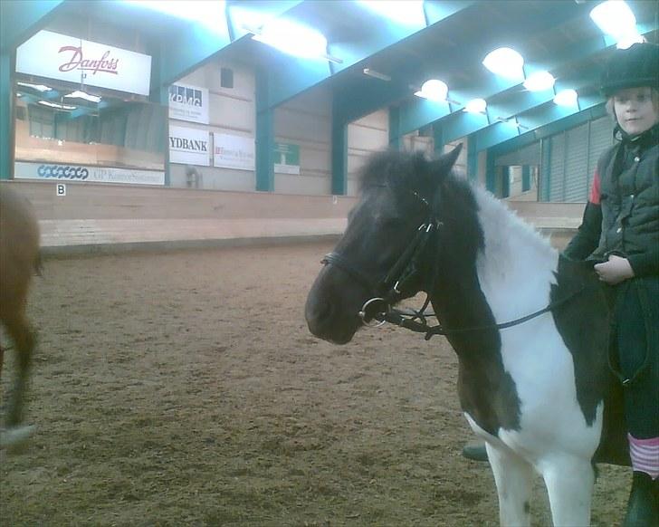 Anden særlig race Mille-en dejlig hoppe:-) - Lille søde Fims billede 4