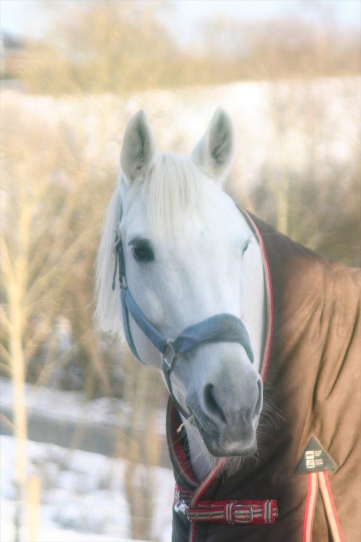 Svensk Varmblod Ellendorotea ( Elle ) billede 11