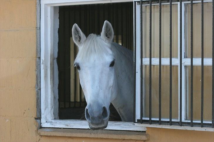 Svensk Varmblod Ellendorotea ( Elle ) billede 12