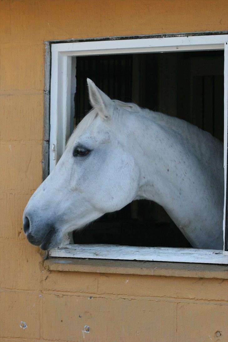 Svensk Varmblod Ellendorotea ( Elle ) billede 13