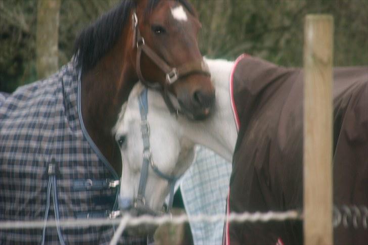 Svensk Varmblod Ellendorotea ( Elle ) - "Kærester" billede 14