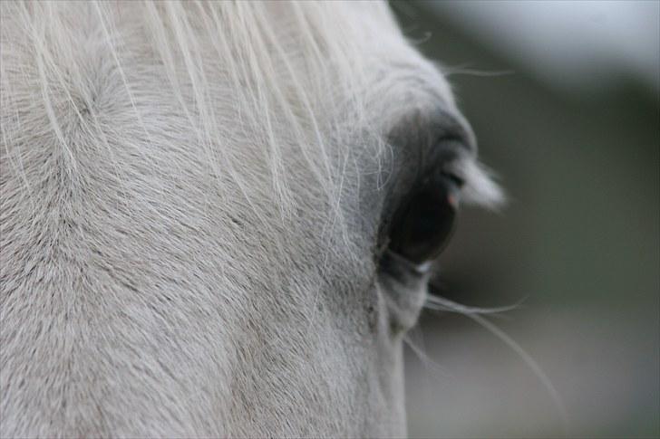 Svensk Varmblod Ellendorotea ( Elle ) billede 15