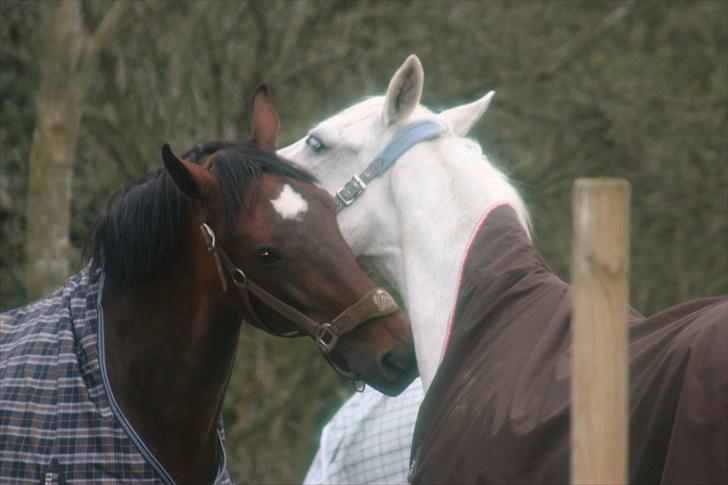 Svensk Varmblod Ellendorotea ( Elle ) billede 16