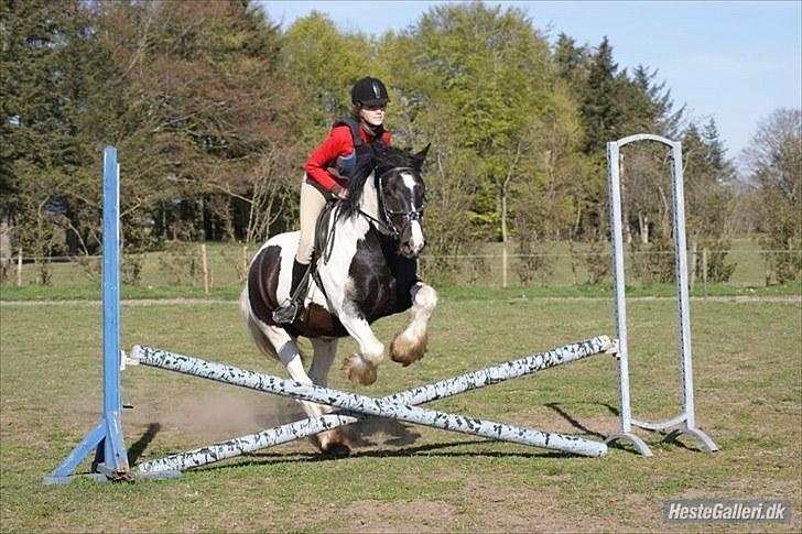 Irish Cob Max Millian . billede 12