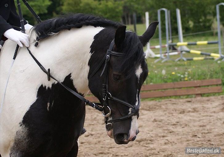 Irish Cob Max Millian . billede 13