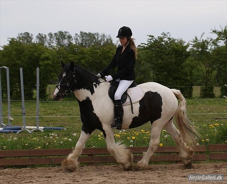 Irish Cob Max Millian . billede 14