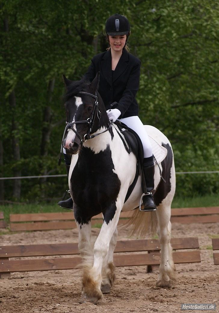 Irish Cob Max Millian . billede 15