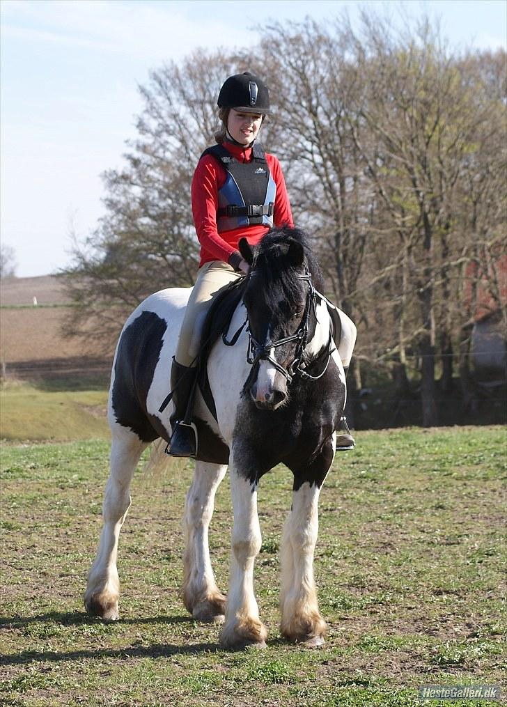 Irish Cob Max Millian . billede 16