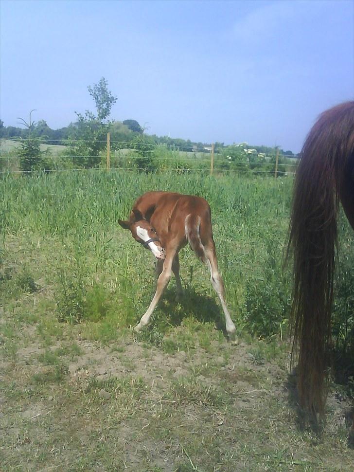 Knabstrupper Golden Nemo himmel hest  - 1 uge gammel billede 12