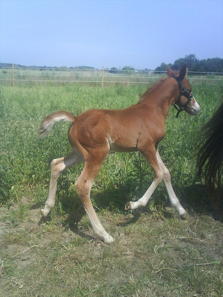 Knabstrupper Golden Nemo himmel hest  - 1 uge gamel  billede 14